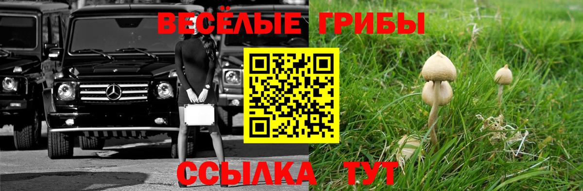 Псилоцибиновые грибы Psilocybine cubensis Гудермес